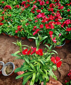 小众送妈妈的花有哪些花