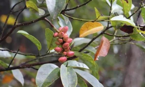 深山含笑和乐昌含笑的区别