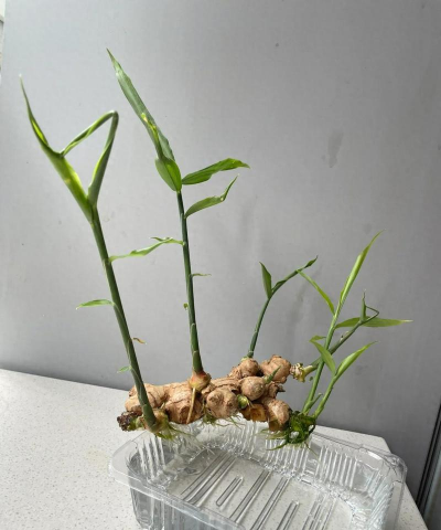 小众送妈妈的花有哪些花