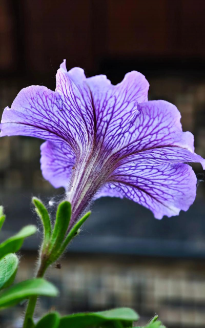 矮牵牛和牵牛的区别