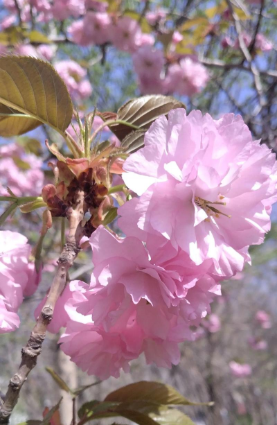 山樱和樱桃树的区别