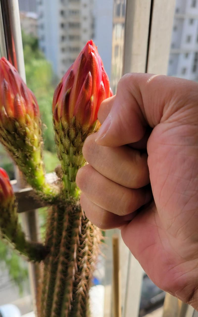 小众送妈妈的花有哪些花