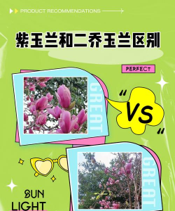 紫玉兰和广玉兰的区别