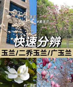 怎么辨别二乔木兰