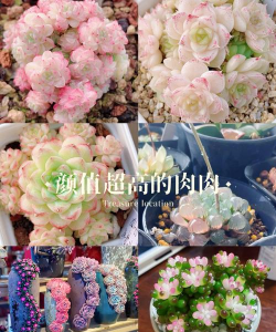 小众送妈妈的花有哪些花