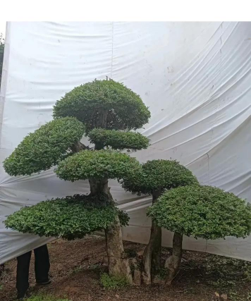 小众送妈妈的花有哪些花