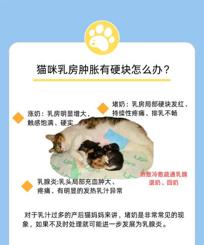 猫乳怎么养