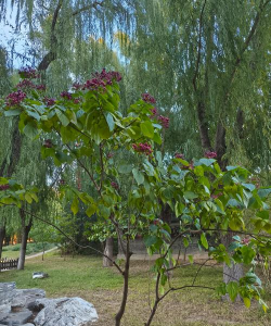 海州常山怎么养