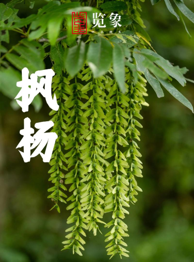 小众送妈妈的花有哪些花