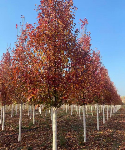 小众送妈妈的花有哪些花