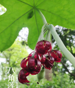 六角莲和八角莲的区别