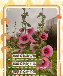 小众送妈妈的花有哪些花