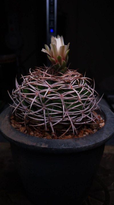 裸蒴是什么植物