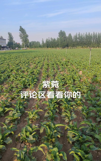 紫菀和紫萼的区别