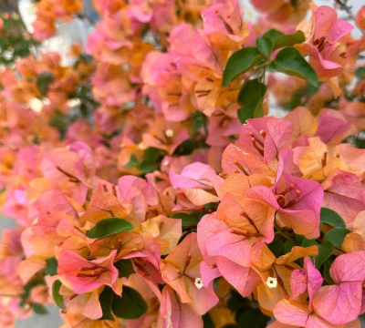 小众送妈妈的花有哪些花