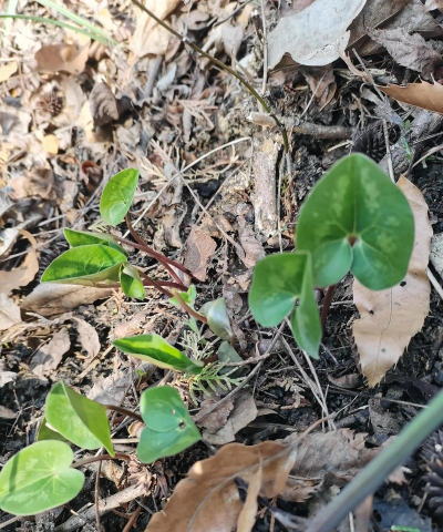 杜衡是什么植物