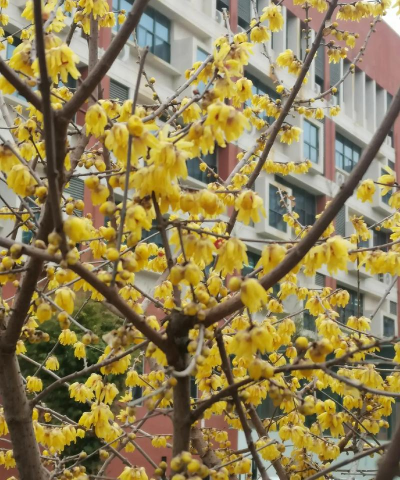 银缕梅和金缕梅有什么区别