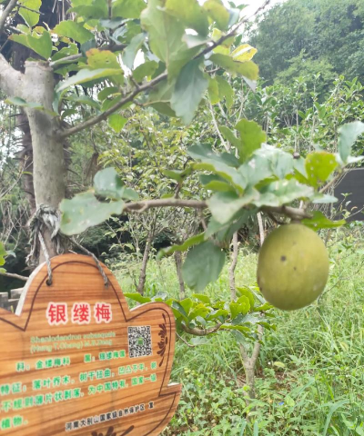 野木瓜就是银缕梅吗