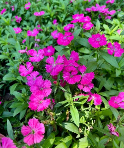 小众送妈妈的花有哪些花