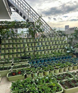 小众送妈妈的花有哪些花