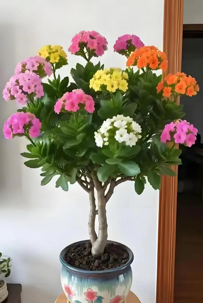 小众送妈妈的花有哪些花