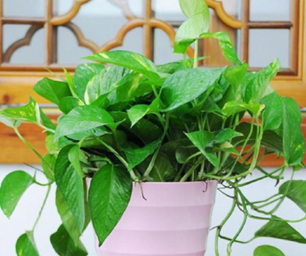 小众送妈妈的花有哪些花