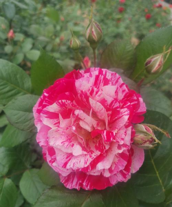 小众送妈妈的花有哪些花