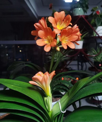 小众送妈妈的花有哪些花