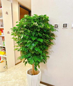 小众送妈妈的花有哪些花