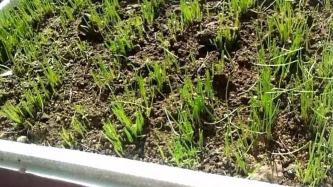 小众送妈妈的花有哪些花