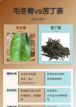 毛冬青和苦丁茶区别