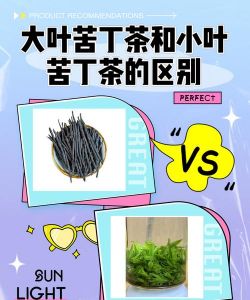 苦丁茶与婆婆丁的区别