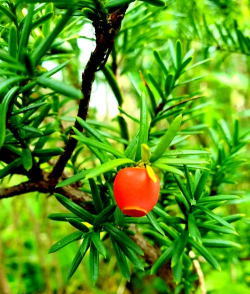 小众送妈妈的花有哪些花