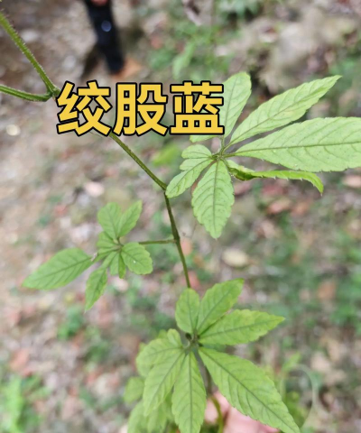 五叶参和绞股蓝的区别