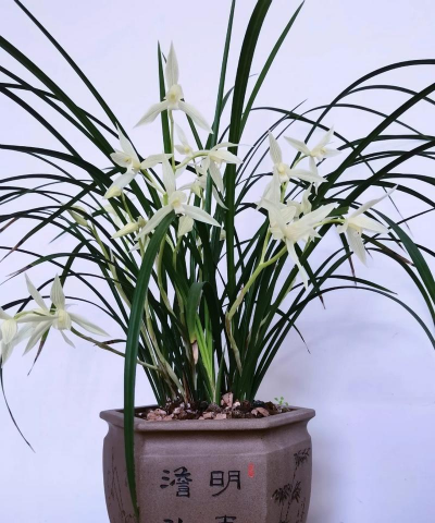 小众送妈妈的花有哪些花