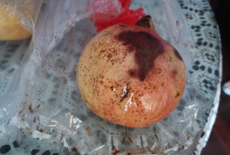 小众送妈妈的花有哪些花