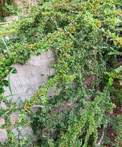 小灌木属于什么植物