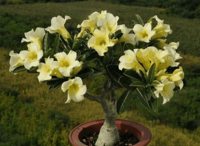 小众送妈妈的花有哪些花