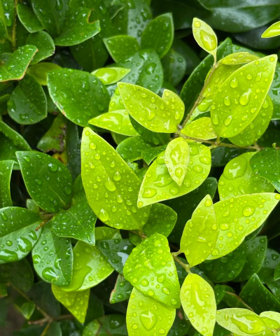 小众送妈妈的花有哪些花