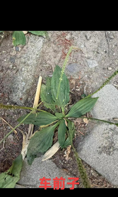 香樟树和车前草的共同点