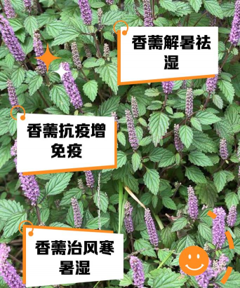 香薷和藿香的区别