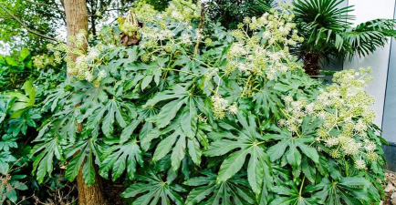 小众送妈妈的花有哪些花