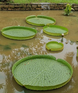 小众送妈妈的花有哪些花