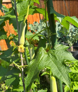 小众送妈妈的花有哪些花