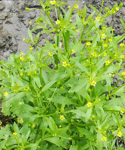 小众送妈妈的花有哪些花