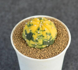 小众送妈妈的花有哪些花