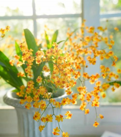 小众送妈妈的花有哪些花