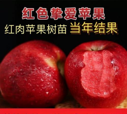 苹果苗品种介绍（红肉苹果苗、红心苹果苗）