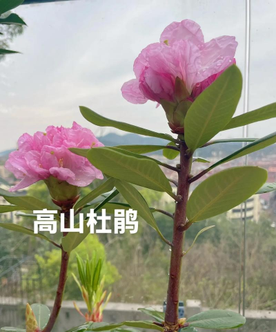 高山杜鹃和杜鹃的区别