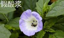 假酸浆和灯笼果的区别
